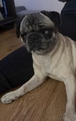 Found/Stray Female Dog last seen Picked up on el pasado dr by riverside park, Modesto, CA 95354