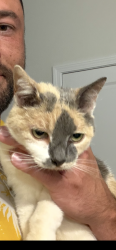 Reunited Female Cat last seen On Rivergate Rd, Fayetteville, NC 28304