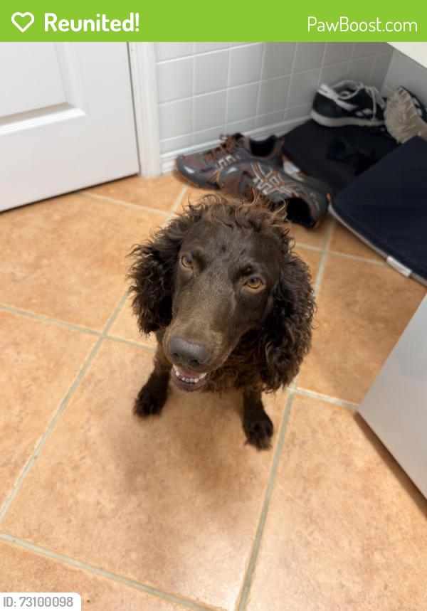 Reunited Male Dog last seen Park Forest and Country Club, Mount Dora, FL 32757