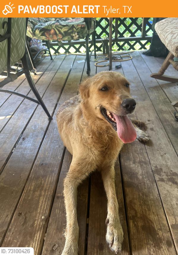 Found/Stray Female Dog last seen Blanche St, Tyler, TX 75708