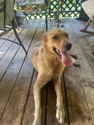 Found/Stray Female Dog last seen Blanche St, Tyler, TX 75708