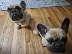 Lost Male Dog last seen Lavista Road anf Woodland Hill, Atlanta, GA 30324