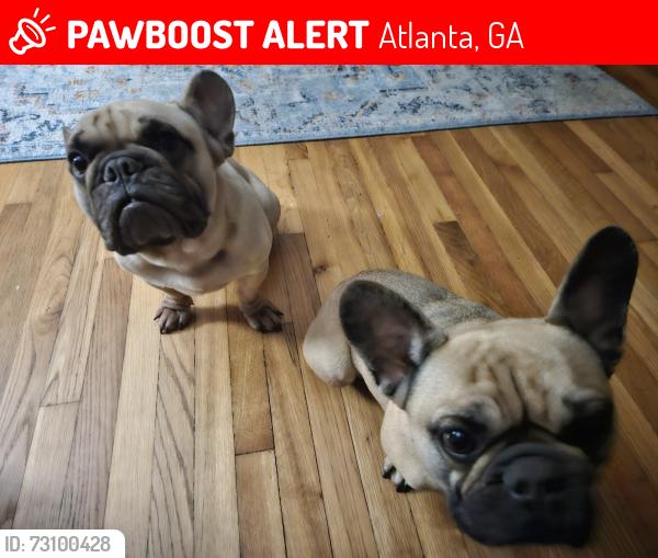 Lost Male Dog last seen Lavista Road anf Woodland Hill, Atlanta, GA 30324