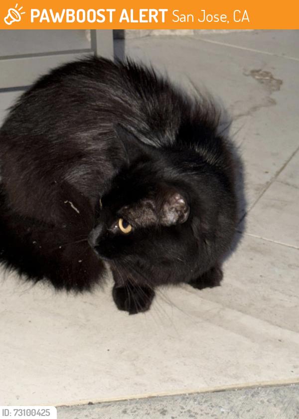 Found/Stray Unknown Cat last seen Pine Ave and Jonathan Ave., San Jose, CA 95125
