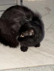 Found/Stray Unknown Cat last seen Pine Ave and Jonathan Ave., San Jose, CA 95125