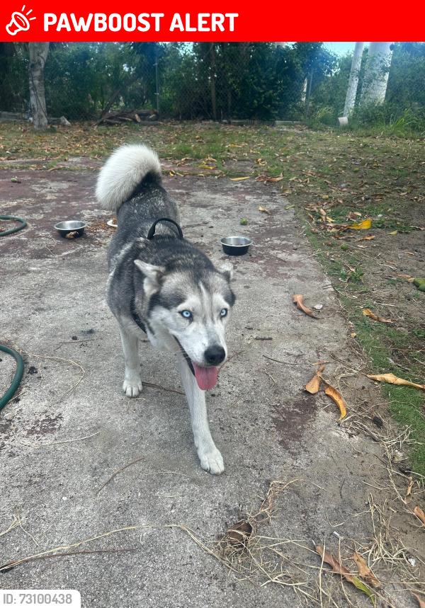 Lost Female Dog last seen Australia, West Palm Beach, FL 33404