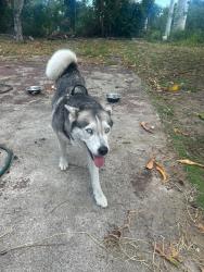 Lost Female Dog last seen Australia, West Palm Beach, FL 33404