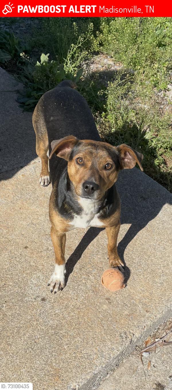 Lost Female Dog last seen Thompson Road, Madisonville, TN 37354