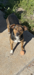 Lost Female Dog last seen Thompson Road, Madisonville, TN 37354