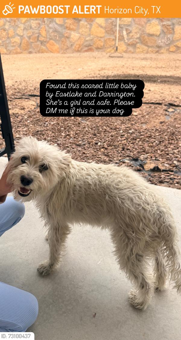 Found/Stray Female Dog last seen Albertsons, Horizon City, TX 79928