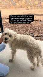 Found/Stray Female Dog last seen Albertsons, Horizon City, TX 79928