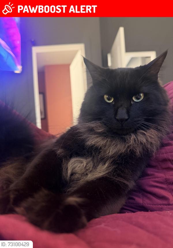 Lost Male Cat last seen Green Ridge State Park and the Green Ridge Juvenile Detention Center, Allegany County, MD 21530