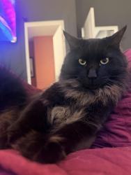 Lost Male Cat last seen Green Ridge State Park and the Green Ridge Juvenile Detention Center, Allegany County, MD 21530