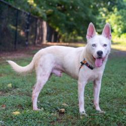 Shelter Stray Male Dog last seen Near Chapel Ridge Cir Decatur, 30034, 30034, GA, 3280 Chamblee Dunwoody Rd, Chamblee, GA 30341, USA