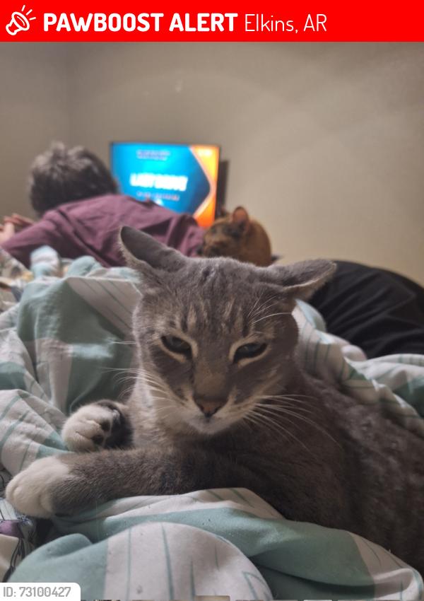 Lost Male Cat last seen Goshen dollar general, Elkins, AR 72727