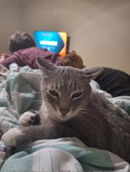 Lost Male Cat last seen Goshen dollar general, Elkins, AR 72727