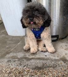Reunited Male Dog last seen Ashcreek, Houston, TX 77066