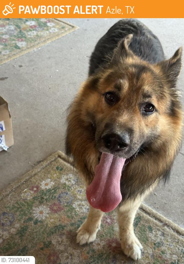 Found/Stray Male Dog last seen Near and 730, Azle, TX 76020