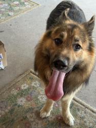 Found/Stray Male Dog last seen Near and 730, Azle, TX 76020
