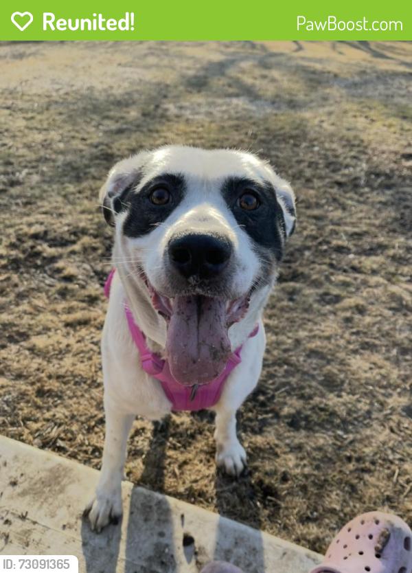 Reunited Female Dog last seen Adams street , North Chicago, IL 60064