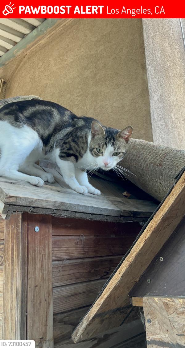 Lost Male Cat last seen Vanowen & oakdale, Los Angeles, CA 91306