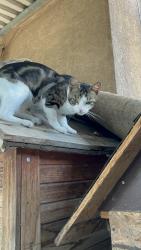 Lost Male Cat last seen Vanowen & oakdale, Los Angeles, CA 91306