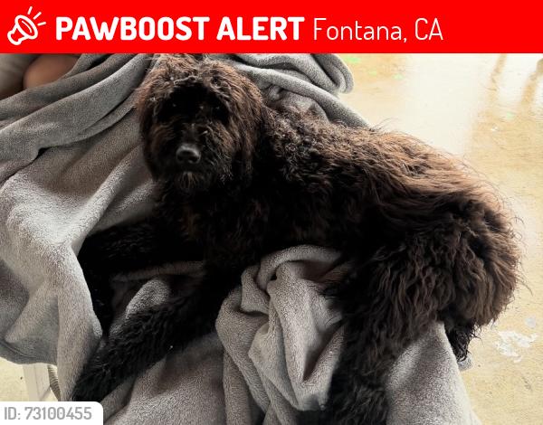 Lost Female Dog last seen Fontana high school, Fontana, CA 92335