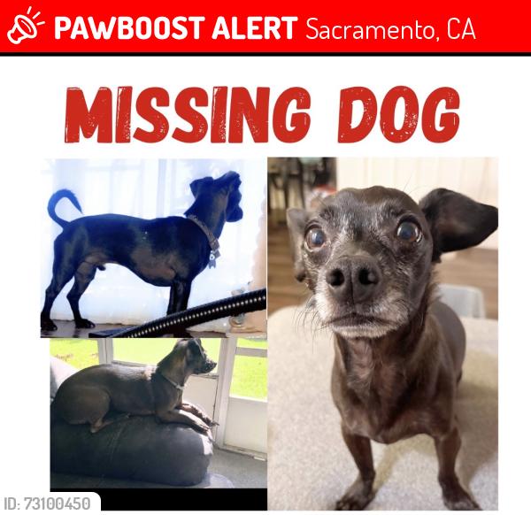 Lost Male Dog last seen Kiki’s chicken on Mather, Sacramento, CA 95827