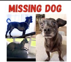 Lost Male Dog last seen Kiki’s chicken on Mather, Sacramento, CA 95827