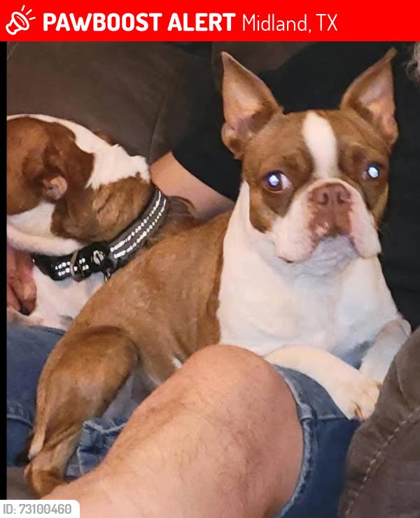 Lost Female Dog last seen CR 130 & SCR 1180, Midland, TX 79706