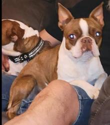 Lost Female Dog last seen CR 130 & SCR 1180, Midland, TX 79706