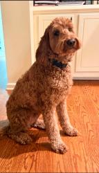 Reunited Male Dog last seen Liberty Park Reserve, Braselton, GA 30517
