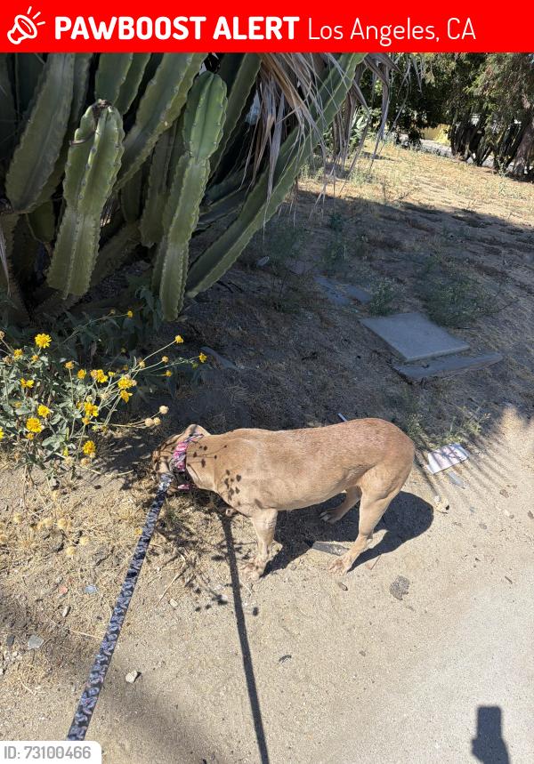 Lost Female Dog last seen Near Plummer st north hills, Los Angeles, CA 91343