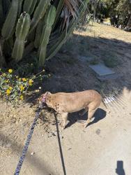 Lost Female Dog last seen Near Plummer st north hills, Los Angeles, CA 91343
