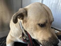 Shelter Stray Male Dog last seen TX, 7201 Levander Loop bldg a, Austin, TX 78702, USA