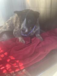 Shelter Stray Female Dog last seen Near Old Lockhart Road, AUSTIN, TX, 78747, 7201 Levander Loop bldg a, Austin, TX 78702, USA