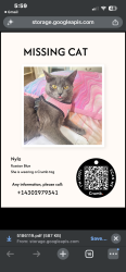 Lost Female Cat last seen Dellwood park, Mount Pleasant, TX 75455