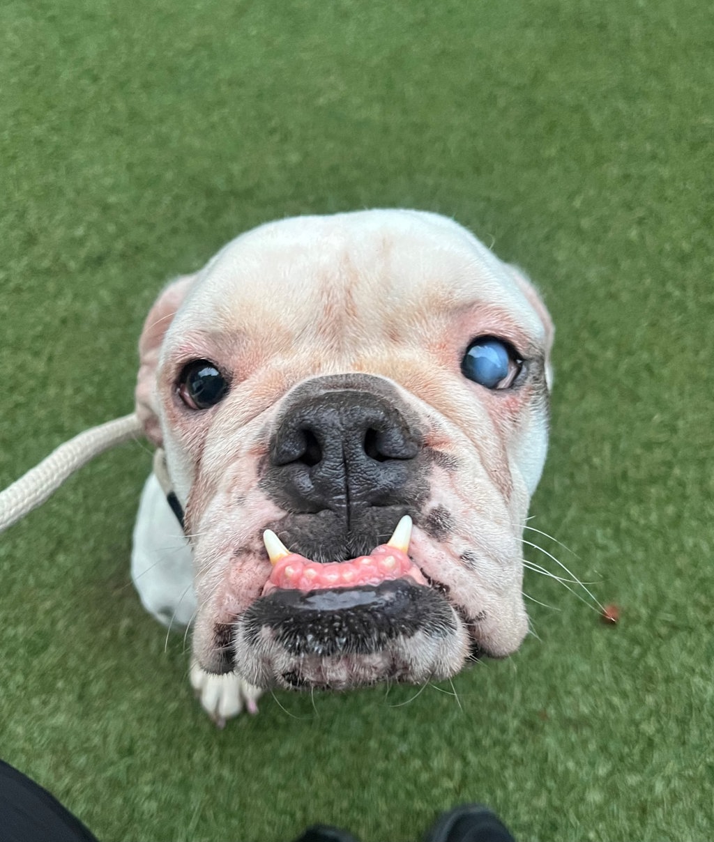 Shelter Stray Female Dog last seen 179th E 180th Street, BRONX, NY, 10460, 326 E 110th St, New York, NY 10029, USA