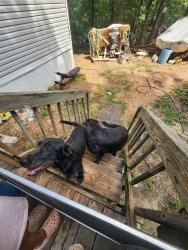 Found/Stray Male Dog last seen Millcreek rd, Saline County, AR 72103