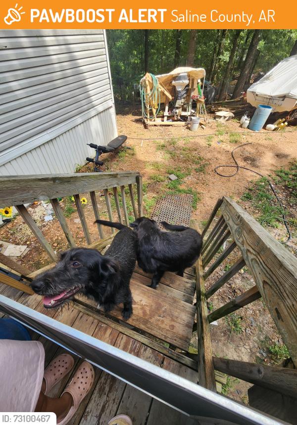 Found/Stray Male Dog last seen Millcreek rd, Saline County, AR 72103