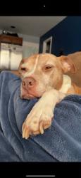 Reunited Female Dog last seen Meadow Trail, Delta PA, Susquehanna Trails, PA 17314