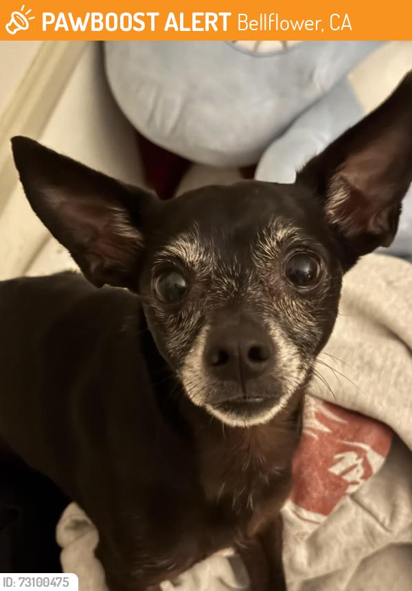 Found/Stray Male Dog last seen Alondra blvd, Bellflower, CA 90706