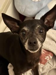 Found/Stray Male Dog last seen Alondra blvd, Bellflower, CA 90706