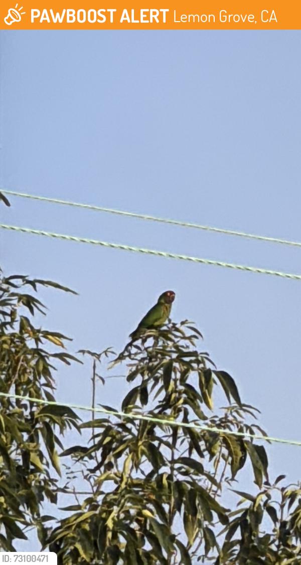 Found/Stray Unknown Bird last seen Taft St and Hughes St, Lemon Grove, CA 91945