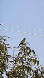 Found/Stray Unknown Bird last seen Taft St and Hughes St, Lemon Grove, CA 91945