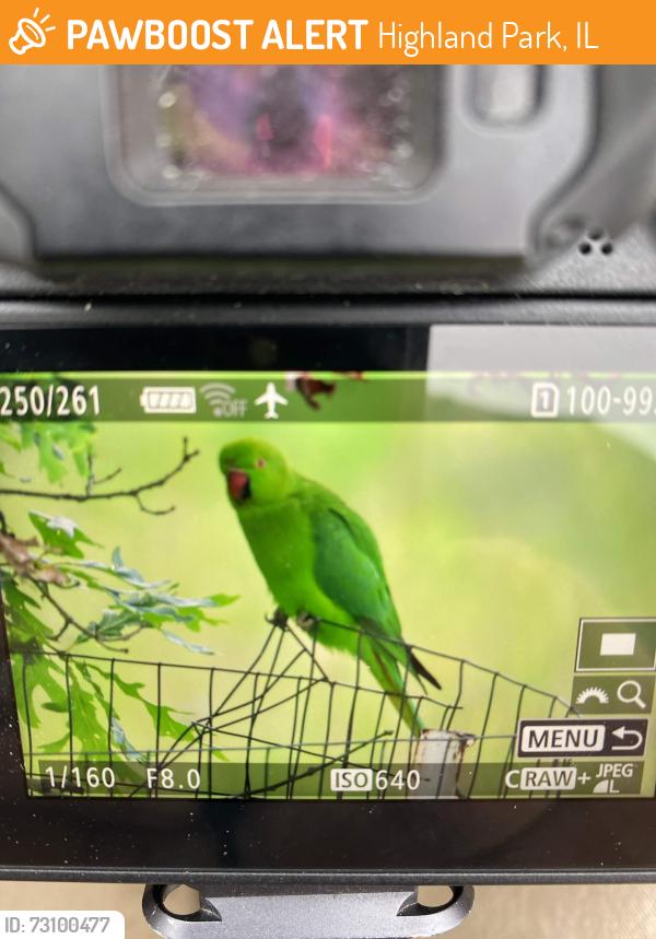 Found/Stray Unknown Bird last seen Openlands Forest preserve, Highland Park, IL 60035