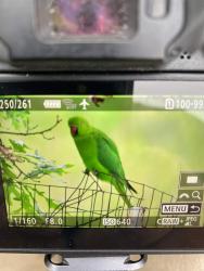 Found/Stray Unknown Bird last seen Openlands Forest preserve, Highland Park, IL 60035