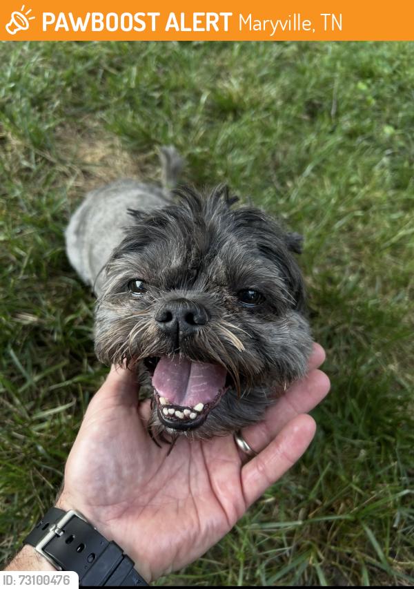 Found/Stray Male Dog last seen Kenmark Subdivision off of Old Niles Ferry, Maryville, TN 37803