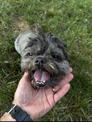 Found/Stray Male Dog last seen Kenmark Subdivision off of Old Niles Ferry, Maryville, TN 37803