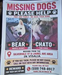 Lost Male Dog last seen Laurel Ave, Visalia, CA 93291